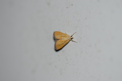 Xanthophysa psychicalis