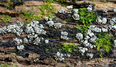 Kretzschmaria zonata