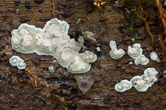 Kretzschmaria zonata