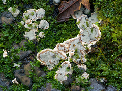 Kretzschmaria zonata