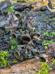 Cordieritidaceae