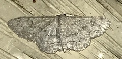 Idaea violacearia