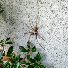 Eratigena duellica