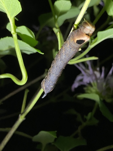 Hermit Sphinx photo 4
