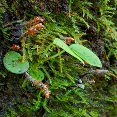 Xylaria globosa