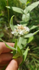 Pycnanthemum californicum