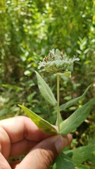 Pycnanthemum californicum