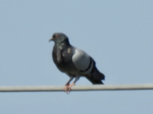 Feral Pigeon photographed in Arkansas
