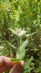 Pycnanthemum californicum
