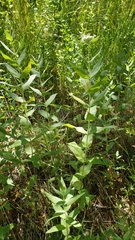 Pycnanthemum californicum