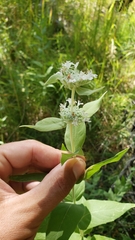 Pycnanthemum californicum
