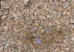 Campanula reverchonii