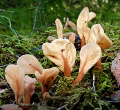 Cudoniaceae
