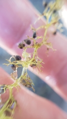 Utricularia minor