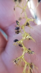 Utricularia minor