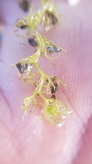 Utricularia minor