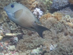 Ctenochaetus binotatus