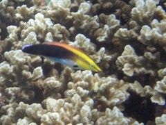 Labroides pectoralis