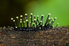 Stromatographium stromaticum