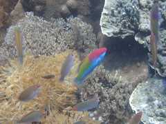 Cirrhilabrus chaliasi