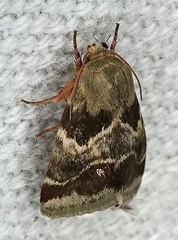 Schinia lynx