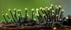 Stromatographium stromaticum