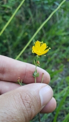Hypericum scouleri