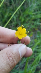 Hypericum scouleri