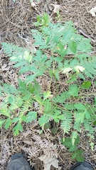 Ligusticum californicum