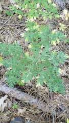 Ligusticum californicum