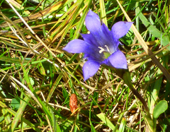 Gentiana newberryi newberryi