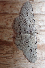 Stenoporpia pulmonaria