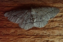 Stenoporpia pulmonaria