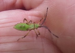 Chariesterus antennator