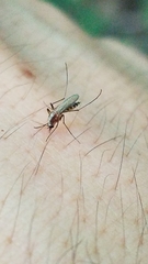 Aedes atlanticus