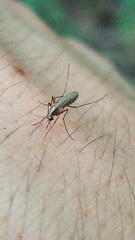Aedes atlanticus