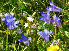 Gentiana newberryi newberryi