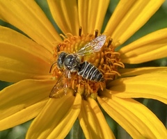 Coelioxys octodentatus