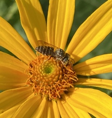 Coelioxys octodentatus