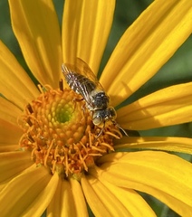 Coelioxys octodentatus