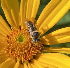 Coelioxys octodentatus
