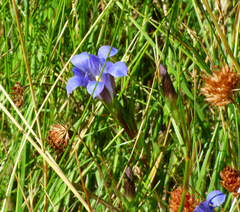 Gentiana newberryi newberryi