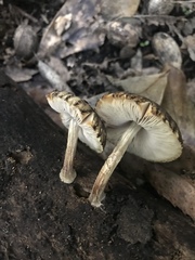 Pluteus readiarum