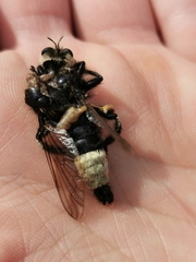 Laphria gibbosa