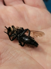 Laphria gibbosa
