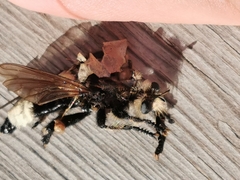 Laphria gibbosa