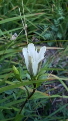 Gentiana newberryi tiogana