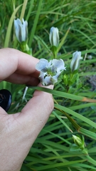 Gentiana newberryi tiogana