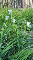 Gentiana newberryi tiogana