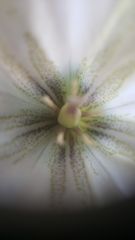 Gentiana newberryi tiogana